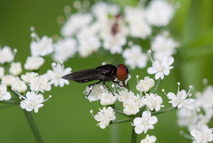 Chrysogaster solstitialis