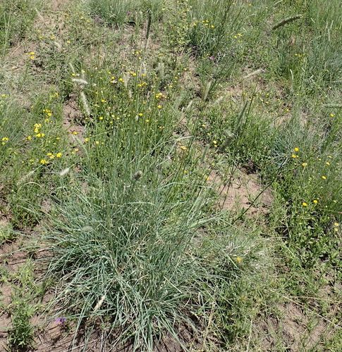 Image of Setaria incrassata by (c) Nicola van Berkel, some rights reserved (CC BY-SA)