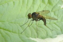 Chrysopilus cristatus