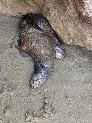 Apostichopus parvimensis