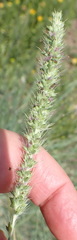 Setaria incrassata