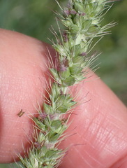 Setaria incrassata