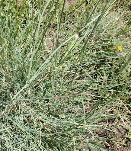 Image of Setaria incrassata by (c) Nicola van Berkel, some rights reserved (CC BY-SA)