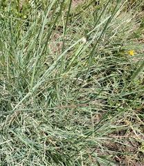 Setaria incrassata
