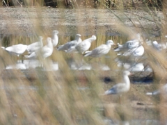 Chroicocephalus maculipennis