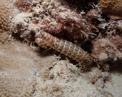 Pseudosquilla ciliata