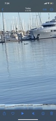 Delphinus