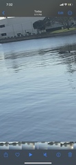 Delphinus