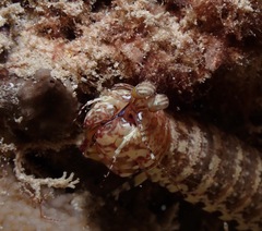 Pseudosquilla ciliata