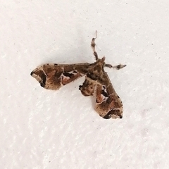 Leucinodes laisalis