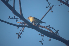 Vireo philadelphicus