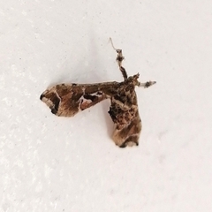 Leucinodes laisalis