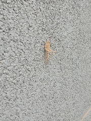 Schistocerca gregaria