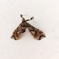 Leucinodes laisalis