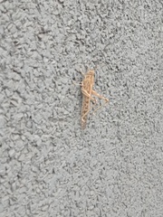 Schistocerca gregaria