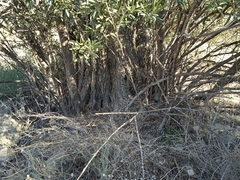 Olea europaea europaea