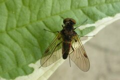 Chrysopilus cristatus