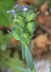 Linaria micrantha