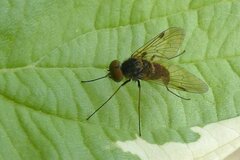 Chrysopilus cristatus