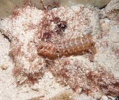 Pseudosquilla ciliata