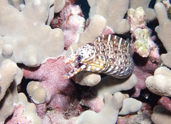 Enchelycore pardalis