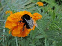 Bombus lapidarius