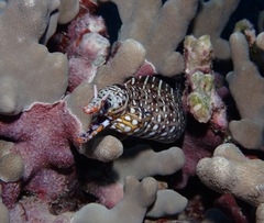 Enchelycore pardalis