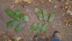 Guarea glabra excelsa
