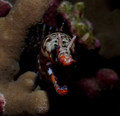 Enchelycore pardalis