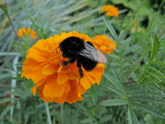 Bombus lapidarius