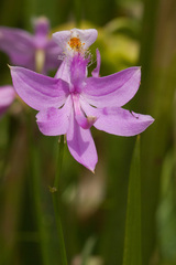 Calopogon tuberosus tuberosus