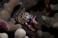 Enchelycore pardalis