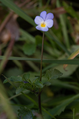 Viola kitaibeliana