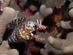 Enchelycore pardalis
