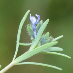 Linaria micrantha
