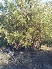 Olea europaea europaea