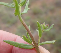 Chaenostoma patrioticum
