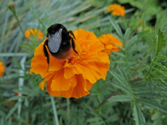 Bombus lapidarius