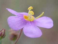 Chaenostoma patrioticum