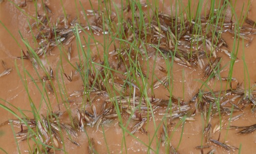 Image of Festuca ammobia by (c) Gabriel Campbell-Martinez, some rights reserved (CC BY)