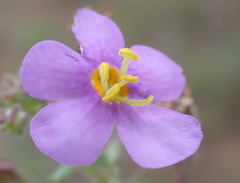 Chaenostoma patrioticum