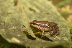 Leucostethus fraterdanieli