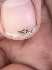 Chrysoperla comanche