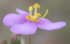 Chaenostoma patrioticum