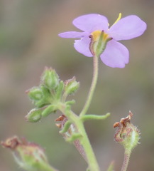 Chaenostoma patrioticum
