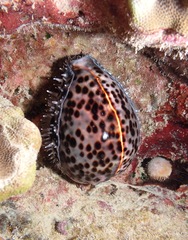 Cypraea tigris