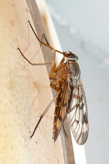 Rhagio scolopaceus