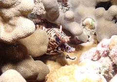 Enchelycore pardalis