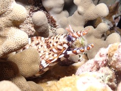 Enchelycore pardalis