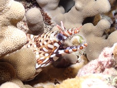 Enchelycore pardalis